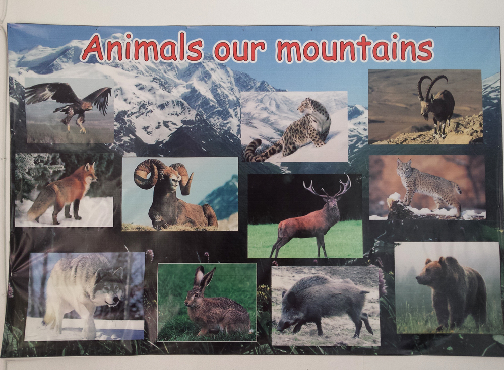 animals of kyrgyz mountains